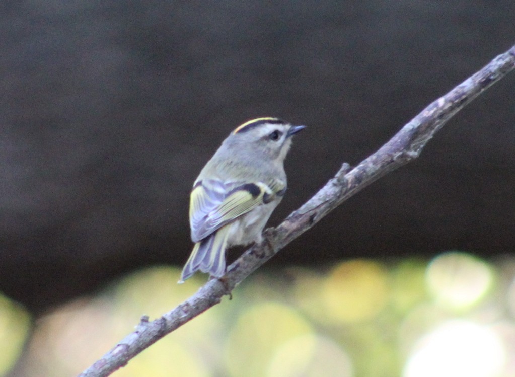 Golden-crowned Kinglet - ML642991002