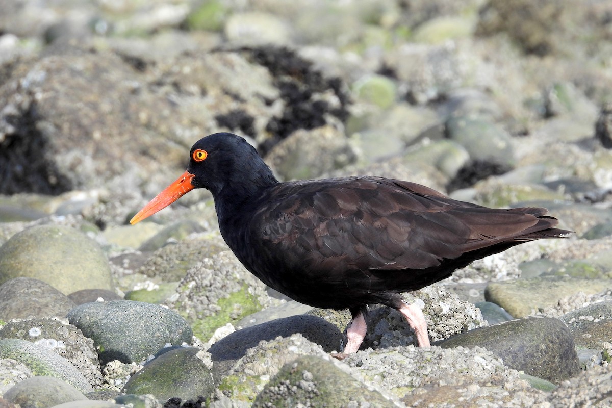 Black Oystercatcher - ML642991003