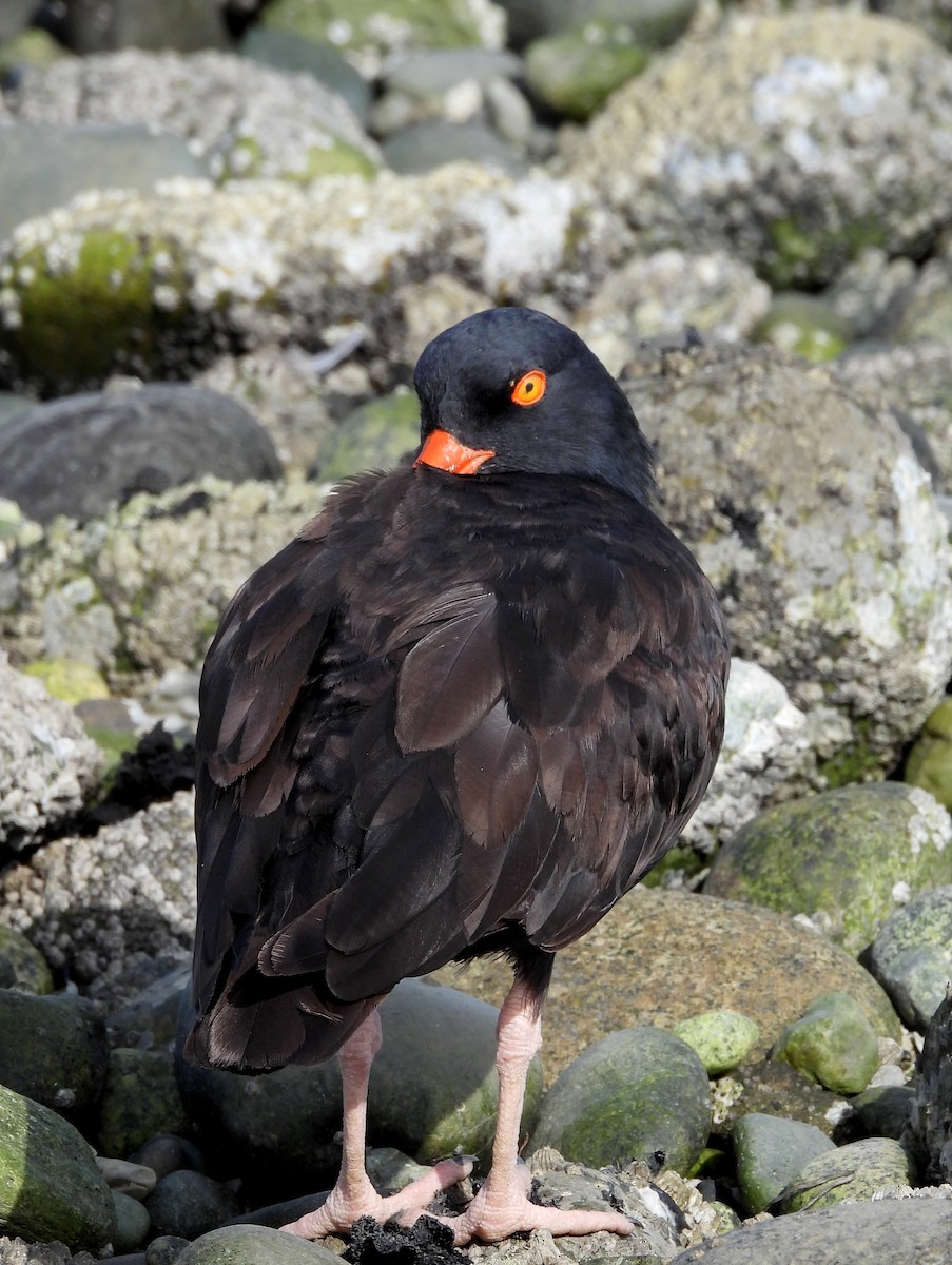 Black Oystercatcher - ML642991006