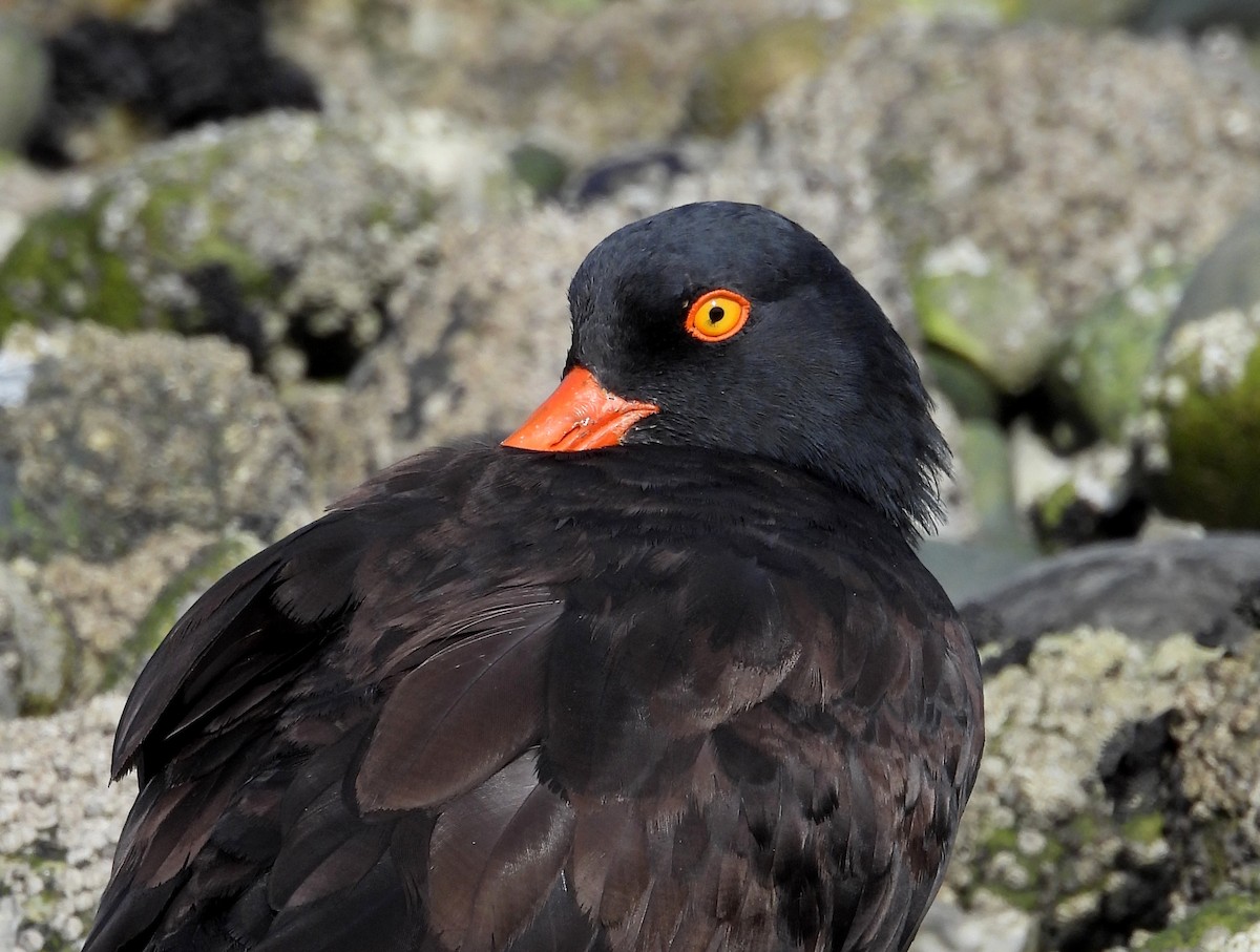 Black Oystercatcher - ML642991007