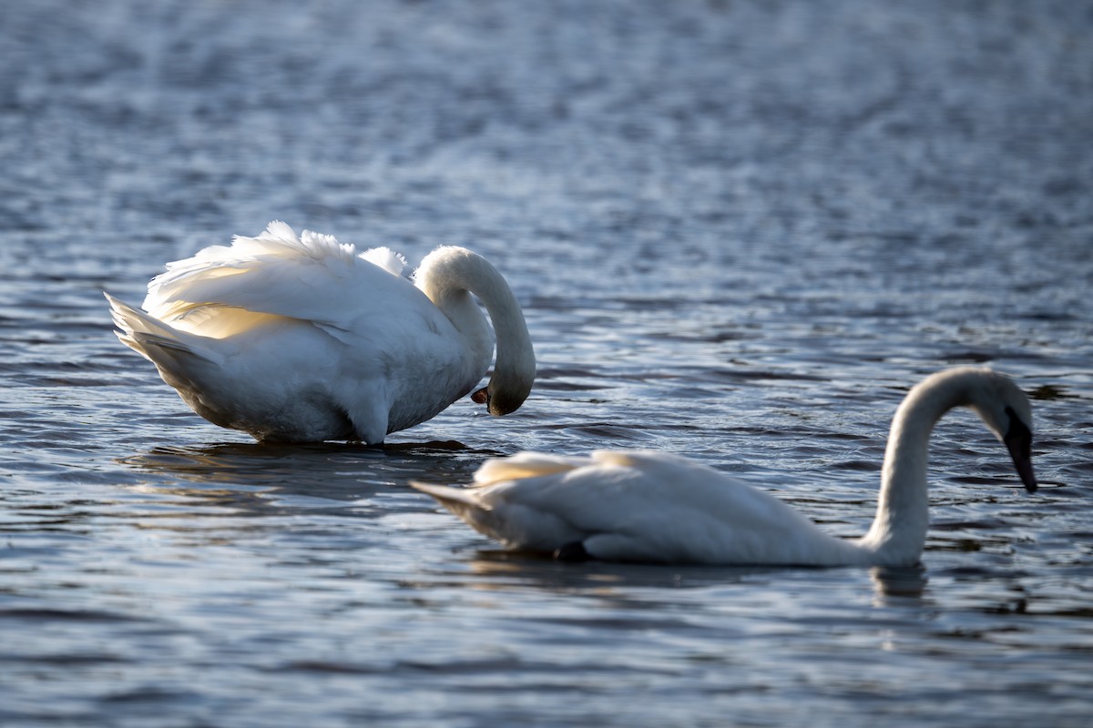 Mute Swan - ML642991027