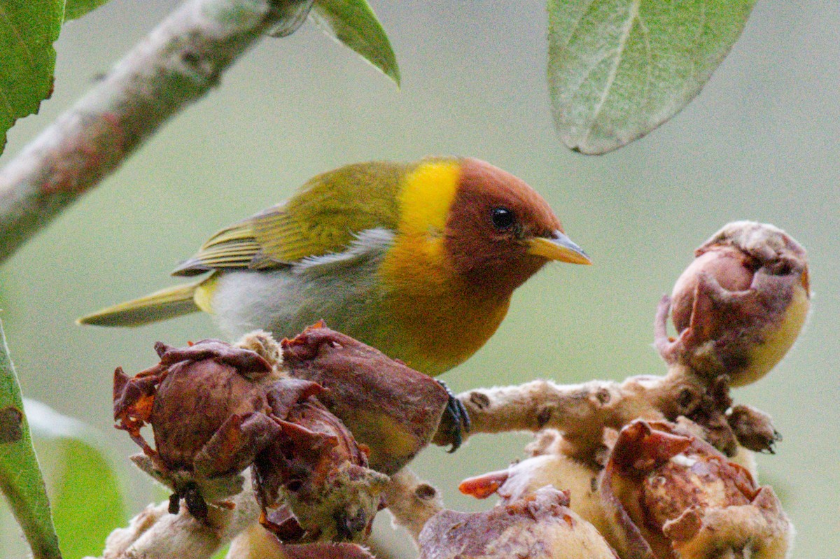 Rufous-headed Tanager - ML642991033