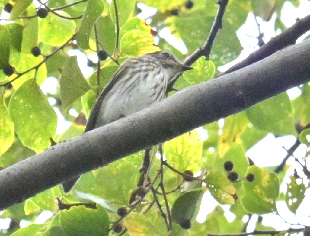 Gray-streaked Flycatcher - ML642991074