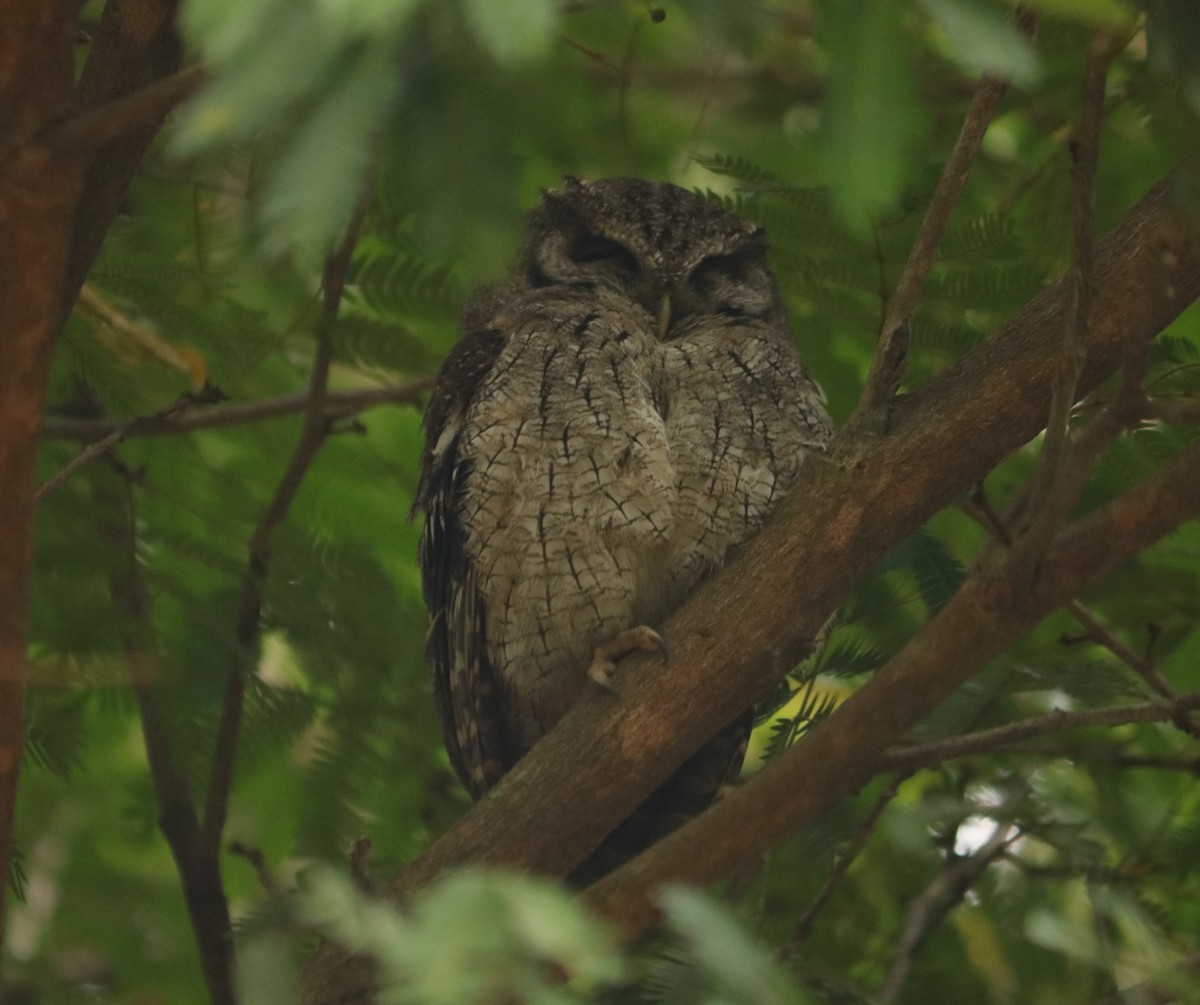 Tropical Screech-Owl - ML642991113