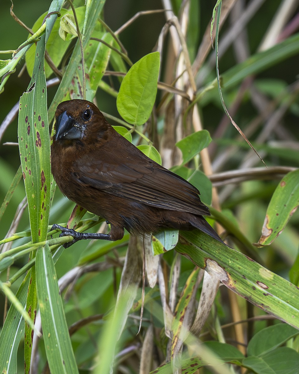 Blue-black Grosbeak - ML642991114