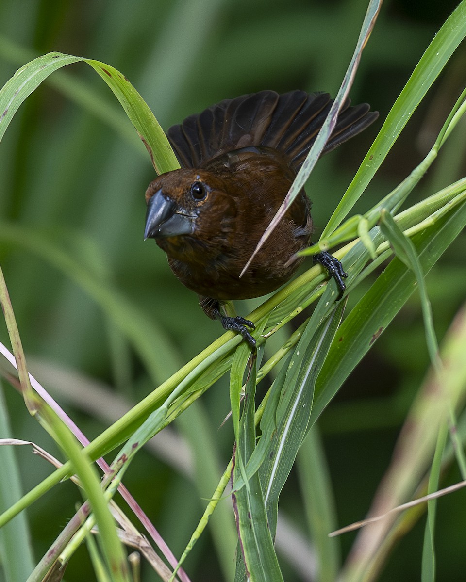 Blue-black Grosbeak - ML642991115