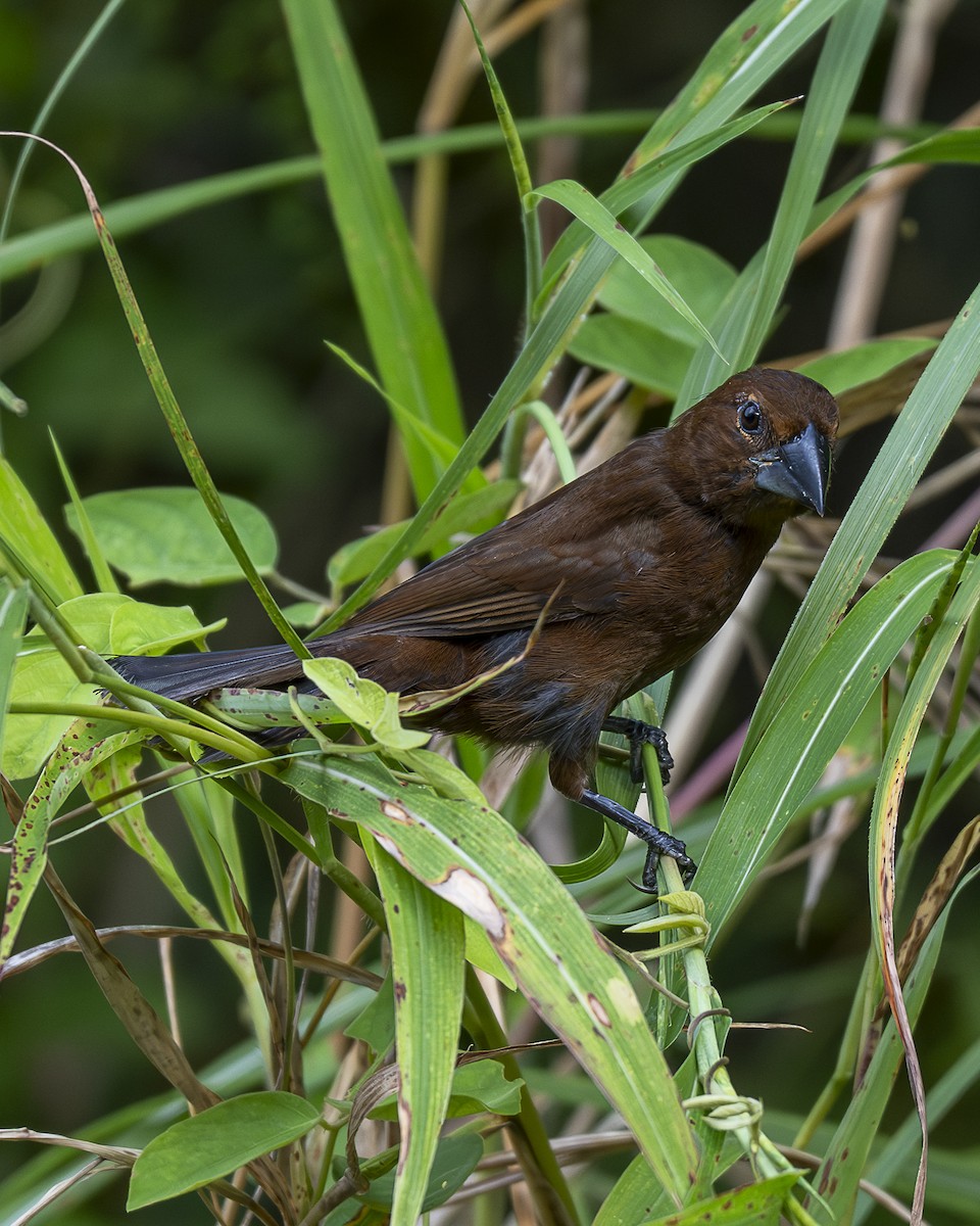 Blue-black Grosbeak - ML642991116