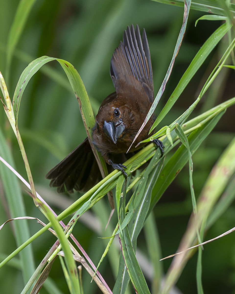Blue-black Grosbeak - ML642991117