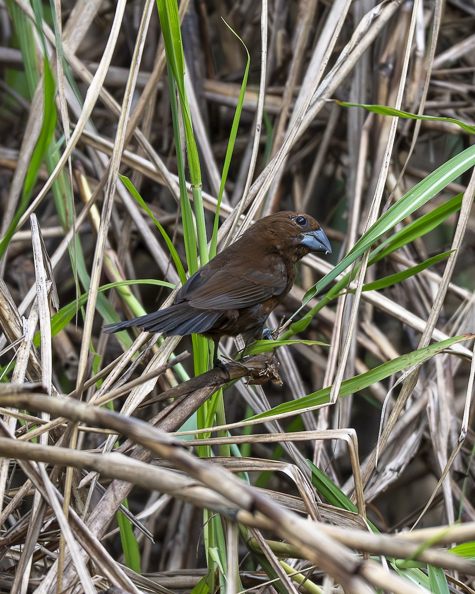 Blue-black Grosbeak - ML642991118