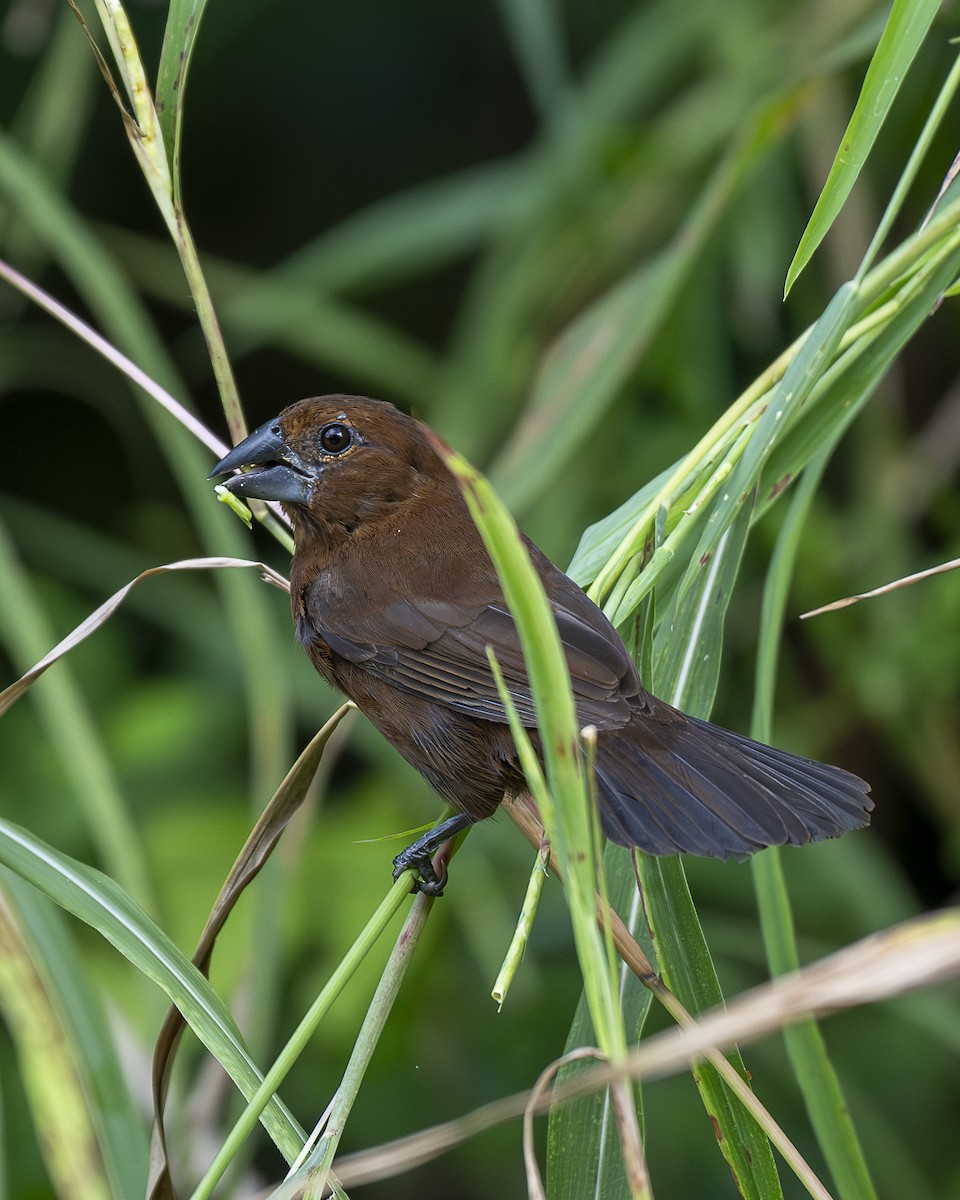 Blue-black Grosbeak - ML642991119