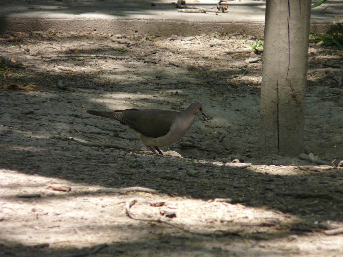 White-tipped Dove - ML642991121