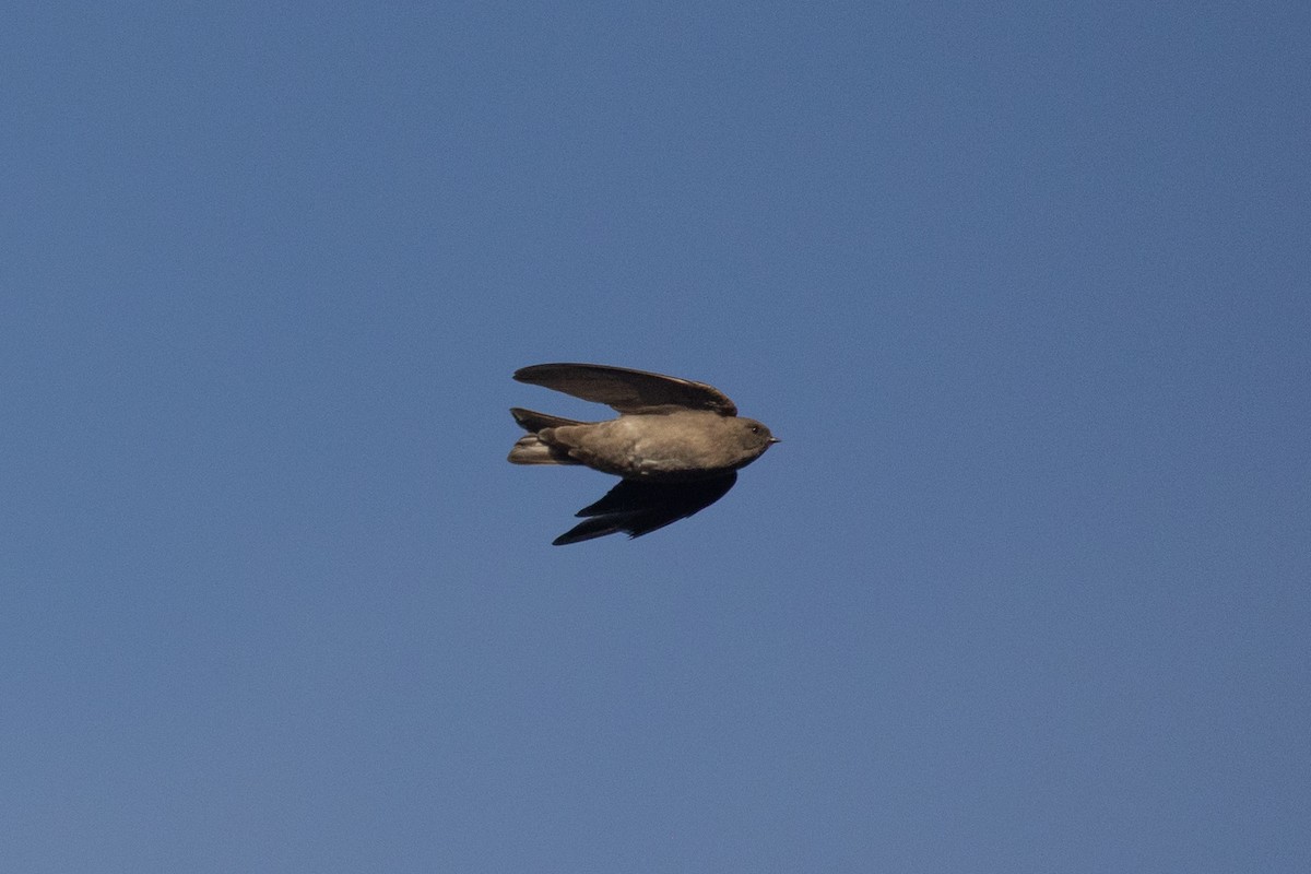 Plain Martin - ML642991138