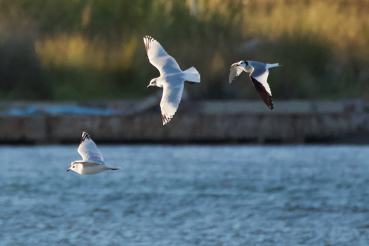 racek Sabinův - ML642991148