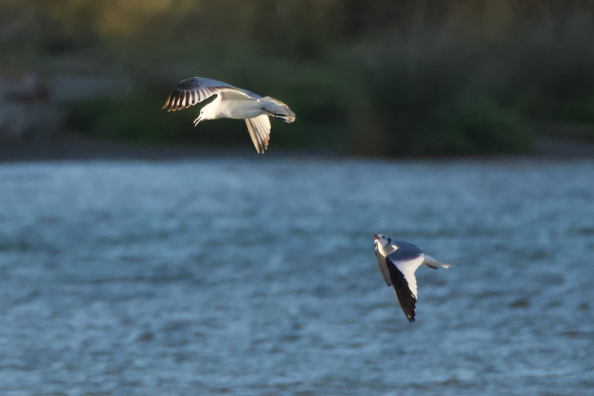 racek Sabinův - ML642991149