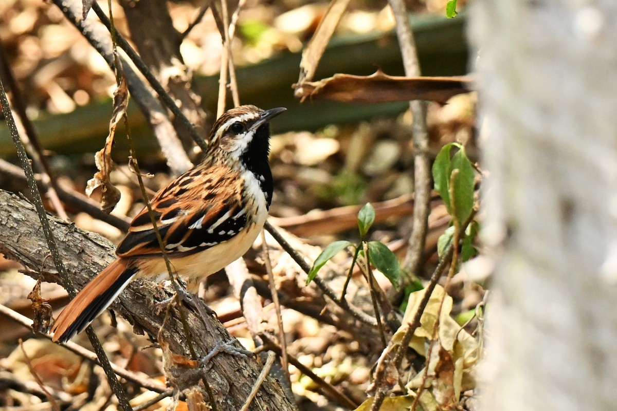 Stripe-backed Antbird - ML642991155