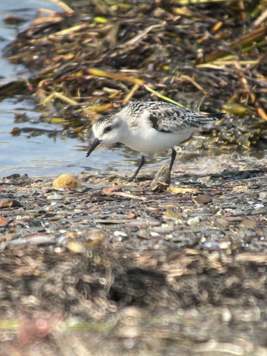 Sanderling - ML642991160