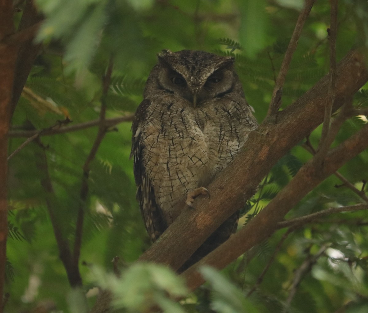 Tropical Screech-Owl - ML642991163