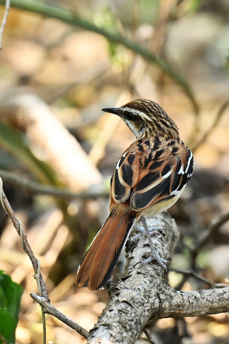 Stripe-backed Antbird - ML642991164