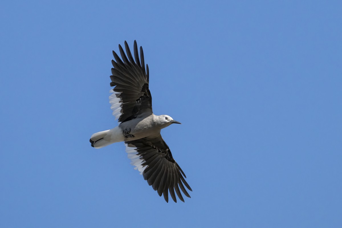Clark's Nutcracker - ML642991171