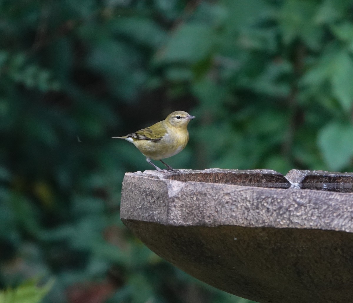 Tennessee Warbler - ML642991174
