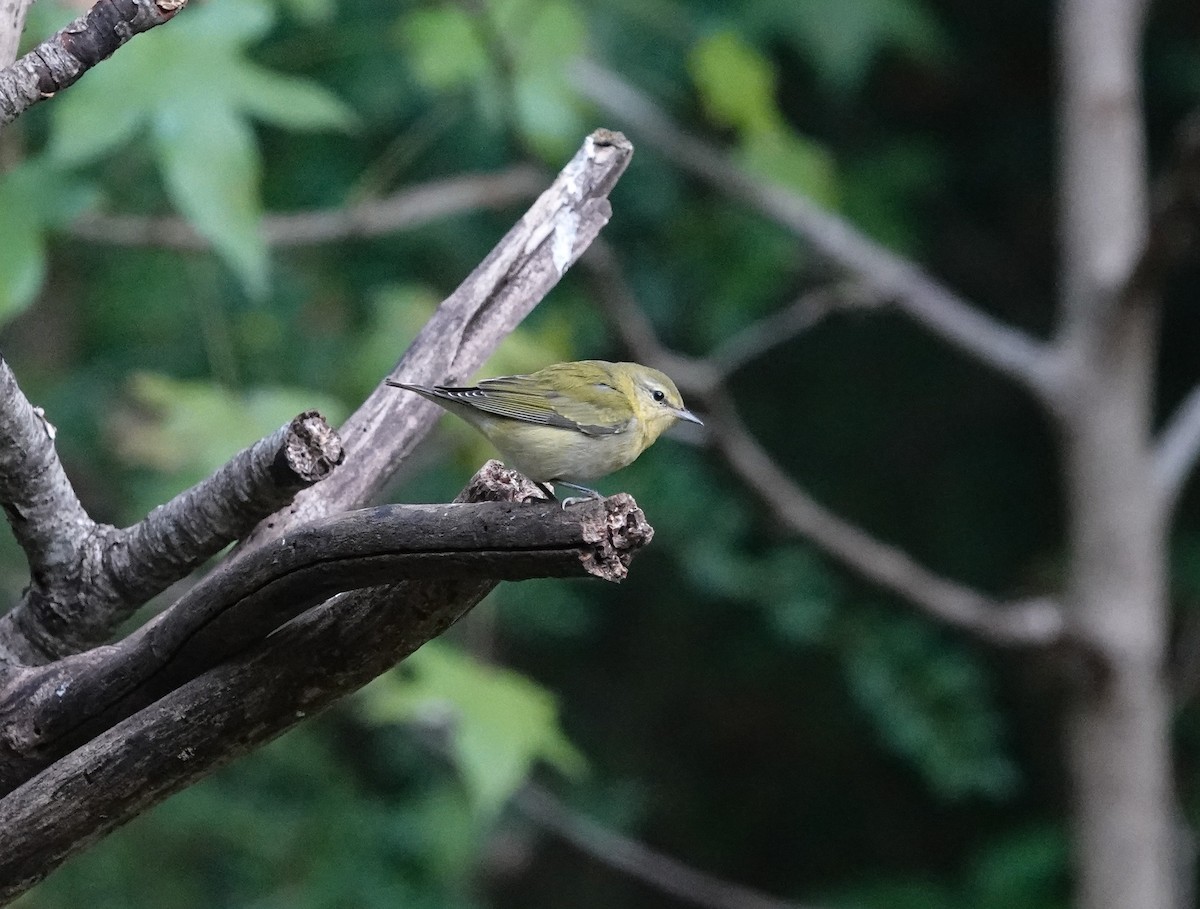 Tennessee Warbler - ML642991175