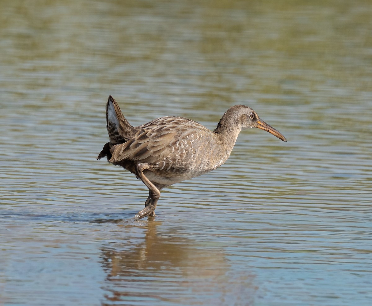 Clapper Rail - ML642991191