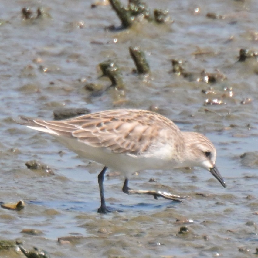 Red-necked Stint - ML642991203