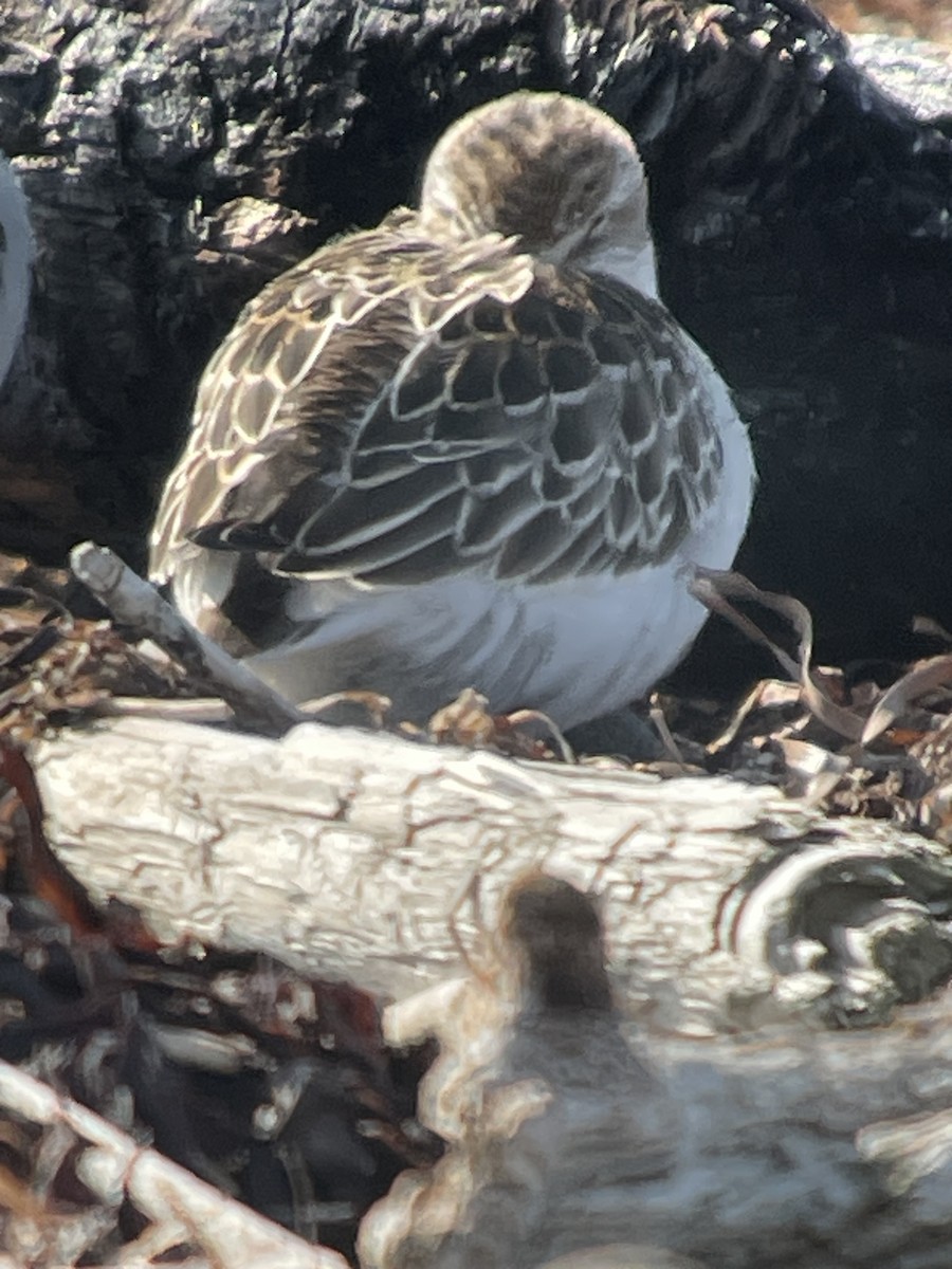 Semipalmated Sandpiper - ML642991218