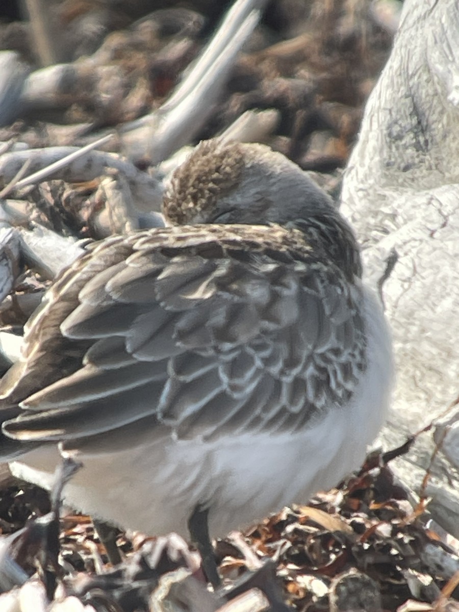 Semipalmated Sandpiper - ML642991219
