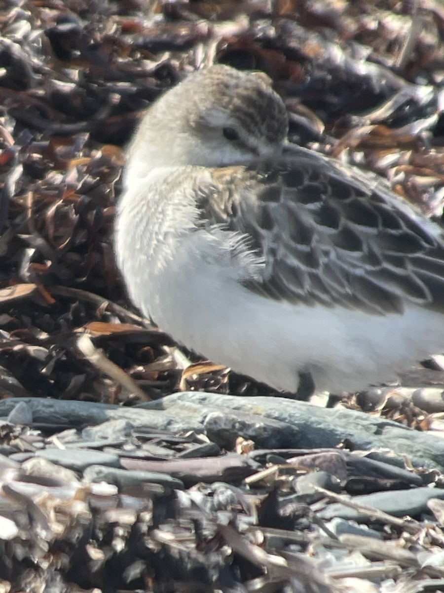 Semipalmated Sandpiper - ML642991220