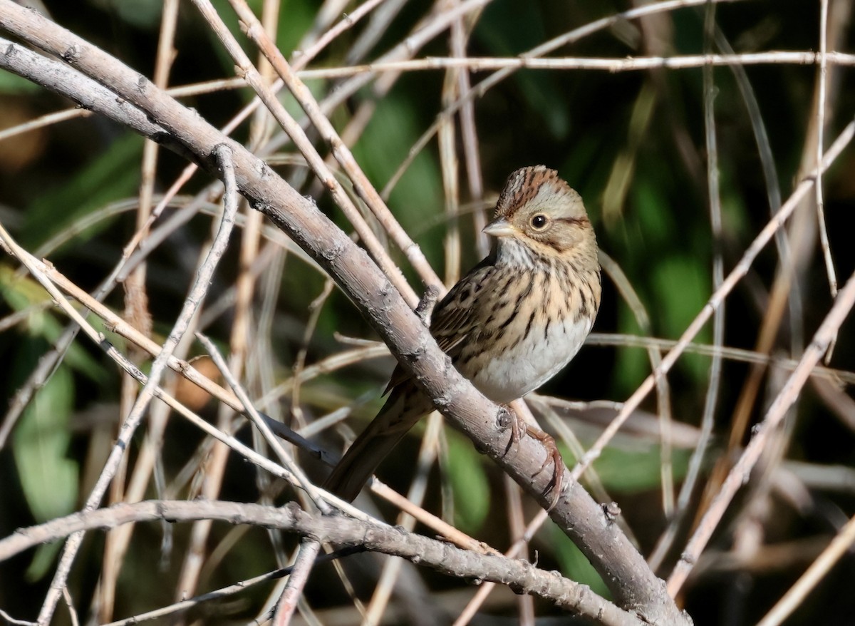 Lincoln's Sparrow - ML642991240