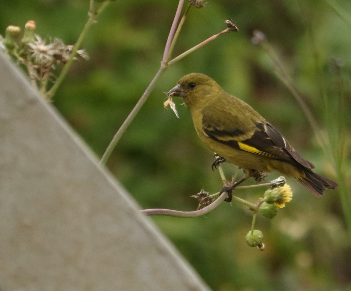 Hooded Siskin - ML642991258