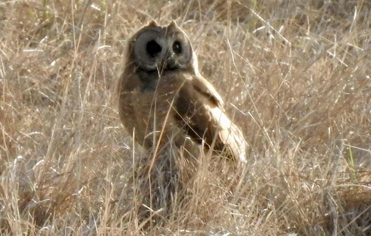 kalous africký - ML642991277