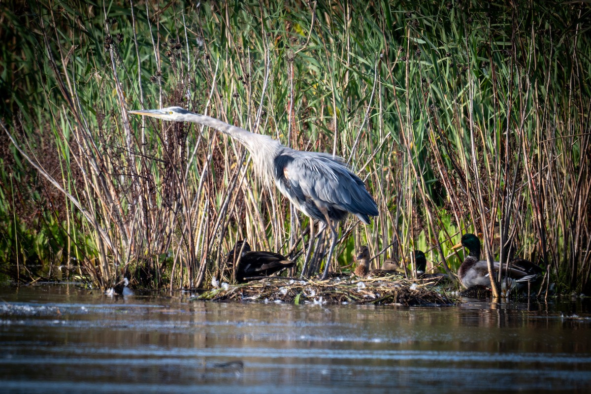 Great Blue Heron - ML642991278