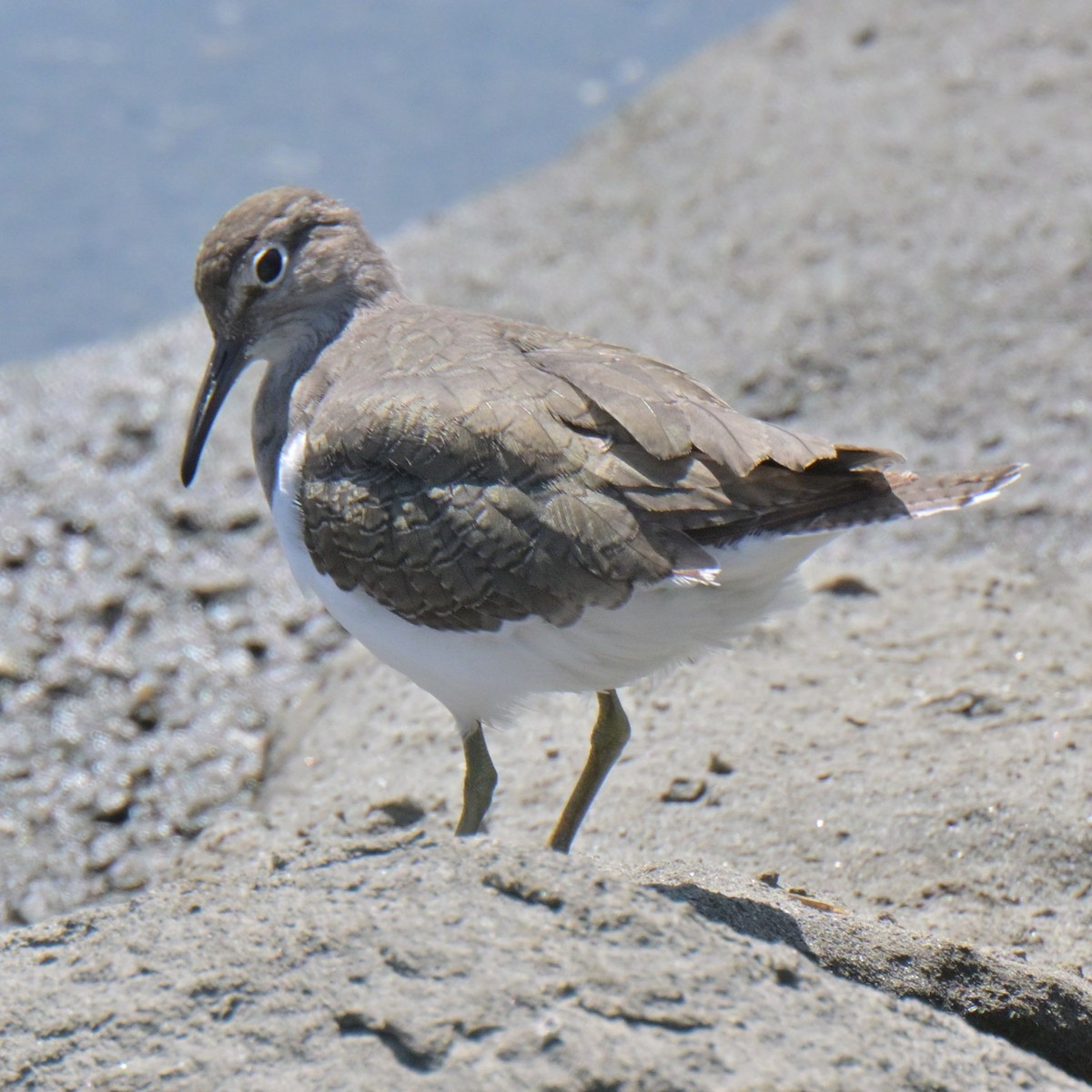 Common Sandpiper - ML642991282