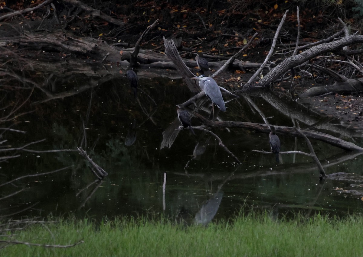 Pygmy Cormorant - ML642991289