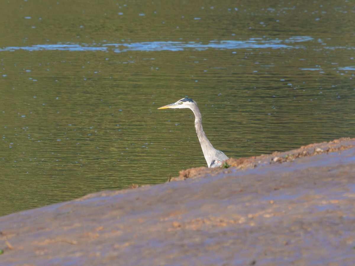 Great Blue Heron - ML642991303