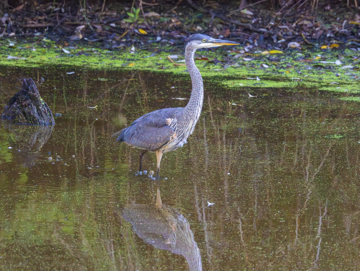 Great Blue Heron - ML642991304