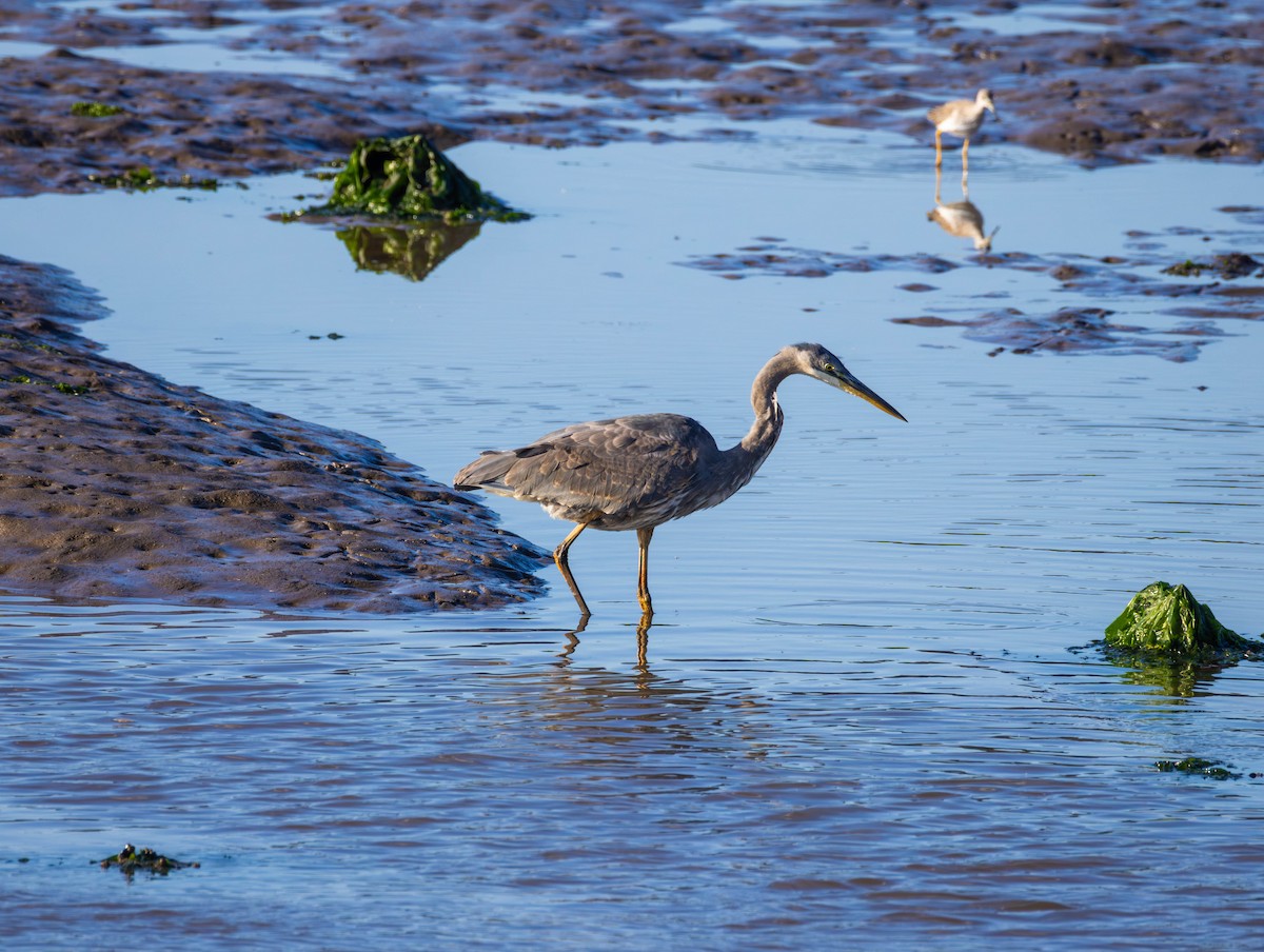 Great Blue Heron - ML642991305
