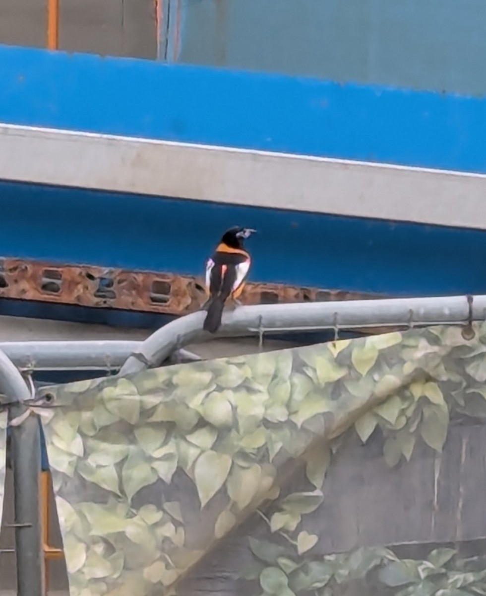 Venezuelan Troupial - ML642991308