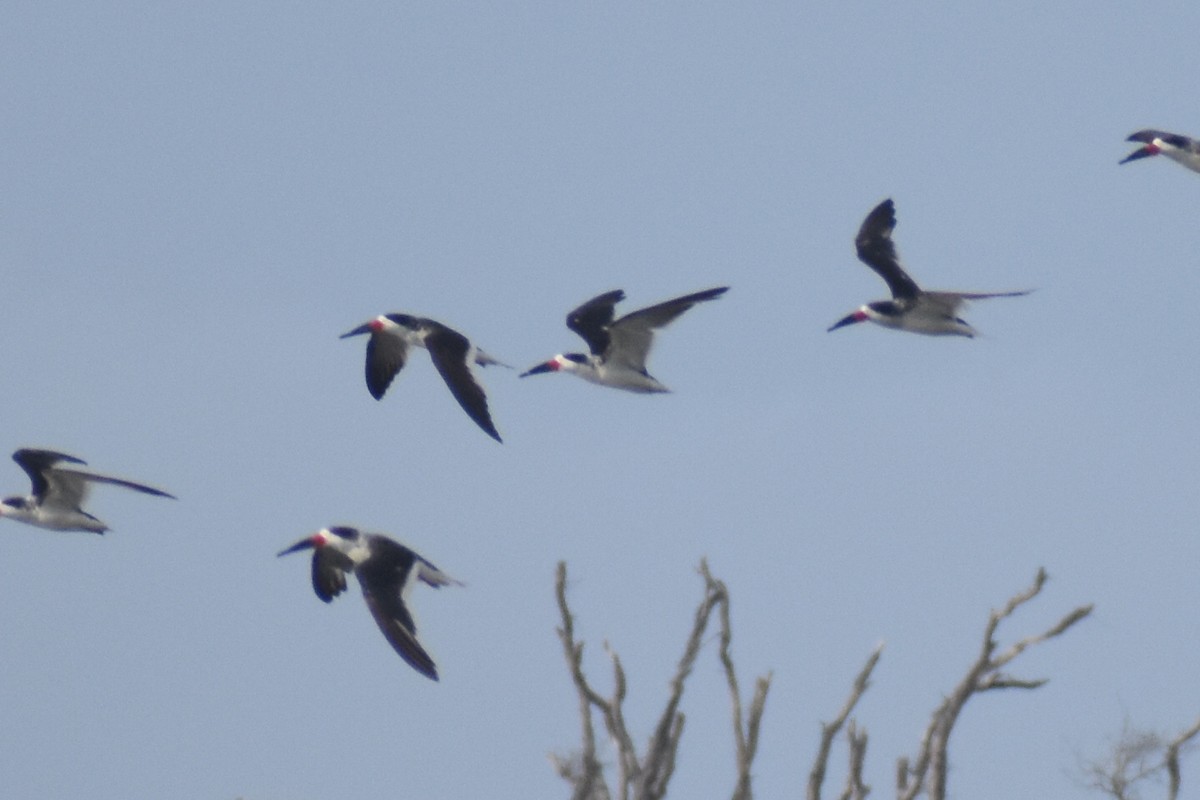 Black Skimmer - ML642991310