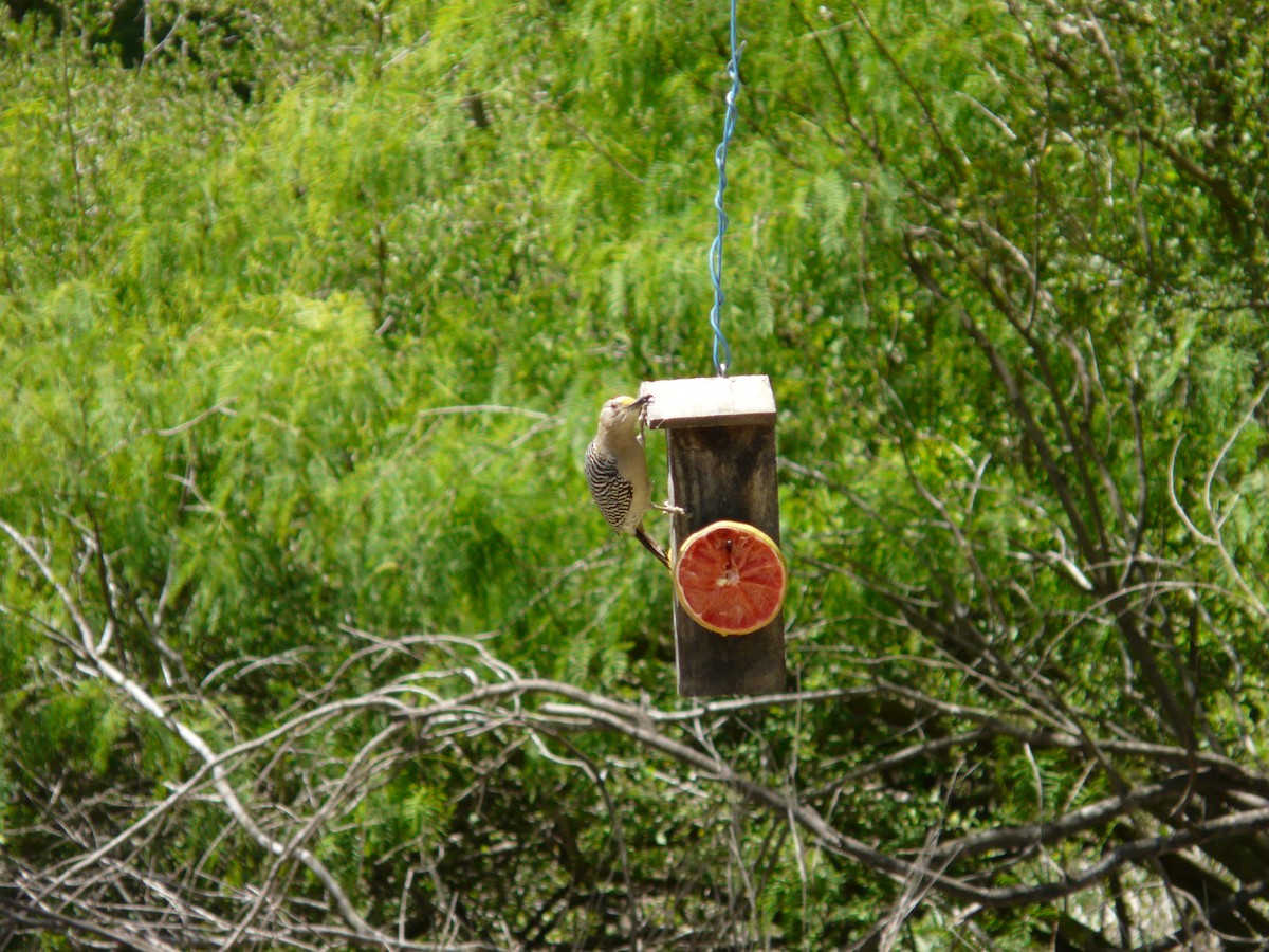Golden-fronted Woodpecker (Northern) - ML642991320