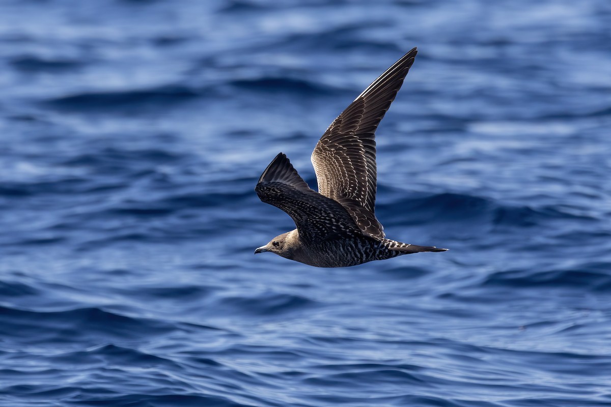 Long-tailed Jaeger - ML642991348