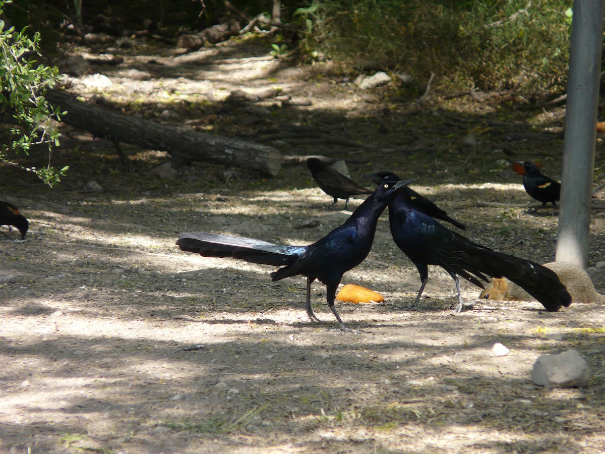Great-tailed Grackle - ML642991354