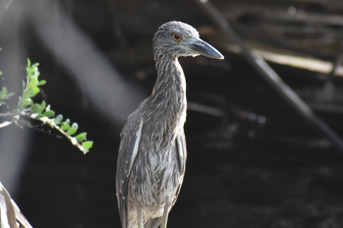 Yellow-crowned Night Heron - ML642991356