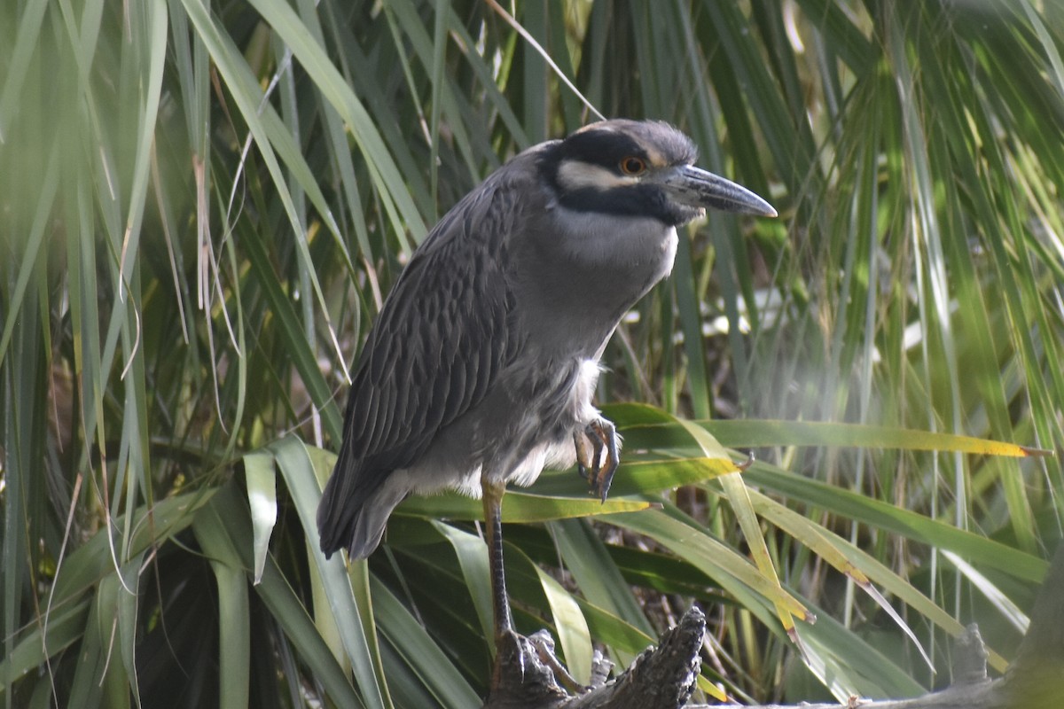 Yellow-crowned Night Heron - ML642991357