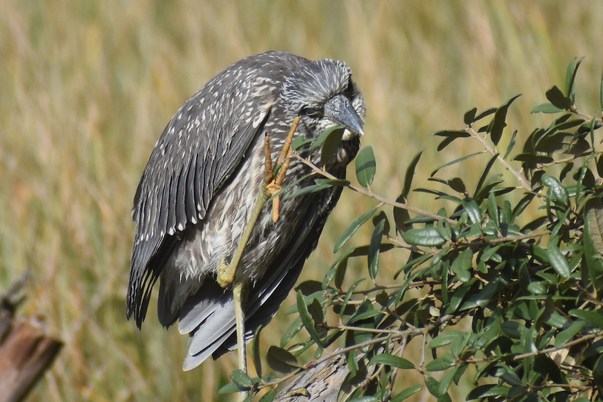 Yellow-crowned Night Heron - ML642991359
