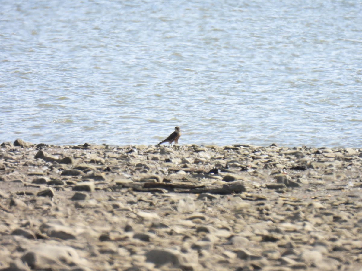 Merlin - ML642991373