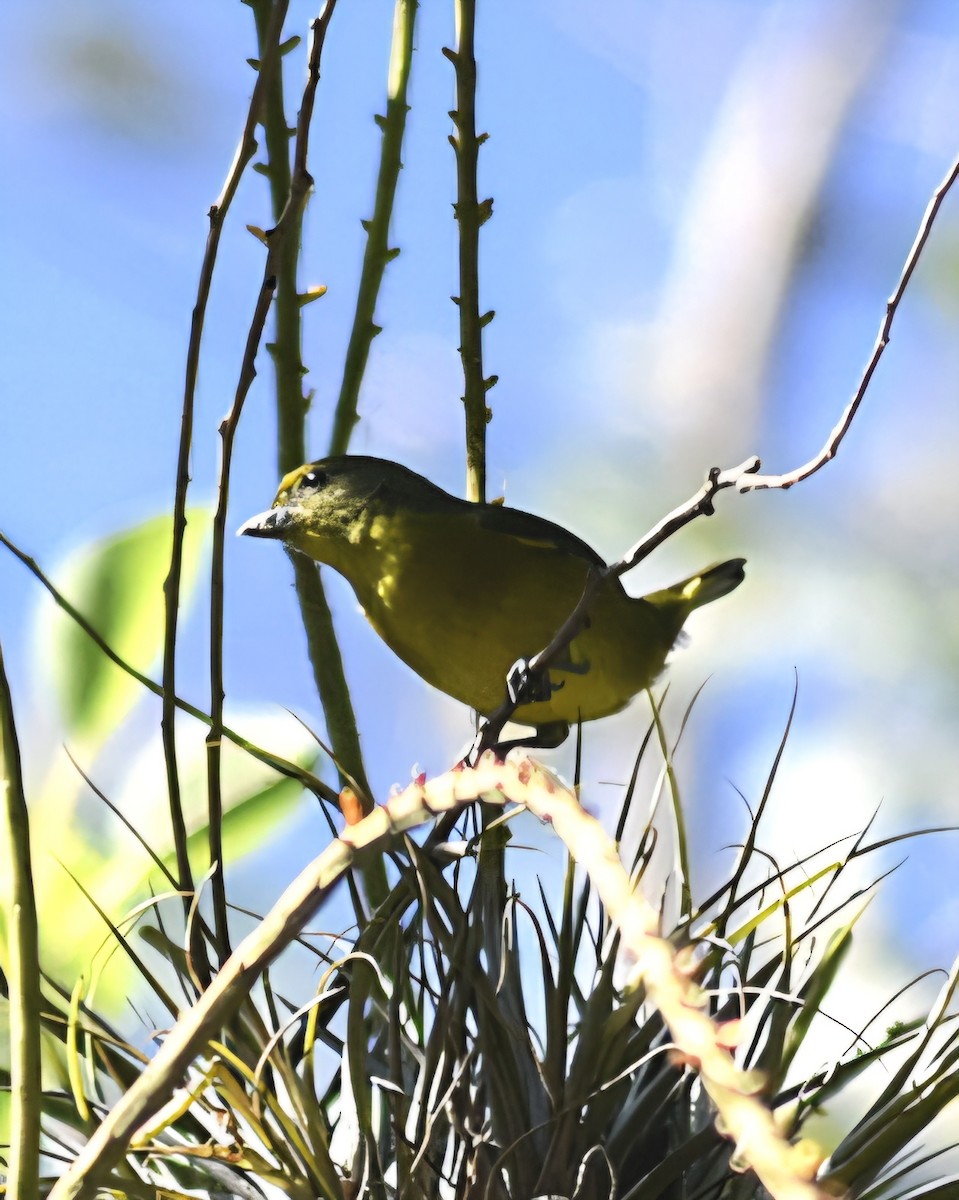 Violaceous Euphonia - ML642991375