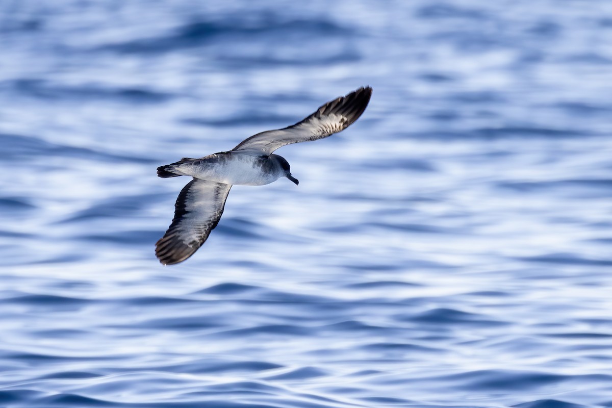 Cape Verde Shearwater - ML642991376